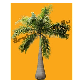 Palm Tree