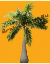 Palm Tree