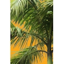 Small Palm Tree N°04