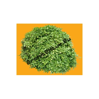 Shrub N°02