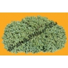 Plante N°04