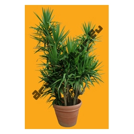 Plante N°11 Yucca
