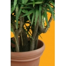 Plante N°11 Yucca