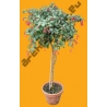 Shrub N°12 Fuschia