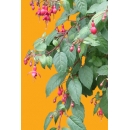 Shrub N°12 Fuschia