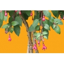 Shrub N°12 Fuschia