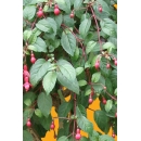 Shrub N°12 Fuschia