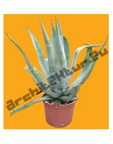 Plante N°13 Agave