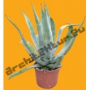 Shrub N°13 Agave