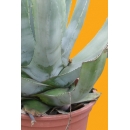 Shrub N°13 Agave