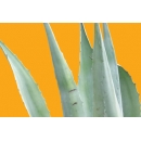 Shrub N°13 Agave