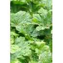 Shrub N°15 Gunnera