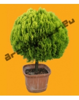 Shrub N°17 Thuja orientalis