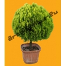 Shrub N°17 Thuja orientalis