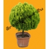 Shrub N°17 Thuja orientalis