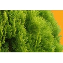 Shrub N°17 Thuja orientalis