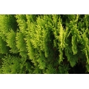 Shrub N°17 Thuja orientalis