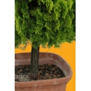 Shrub N°17 Thuja orientalis