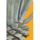 Shrub N°18 Agave