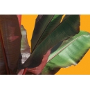 Shrub N°20 Ornamental banana