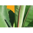 Shrub N°20 Ornamental banana