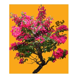 Shrub N°23 bougainvillaea