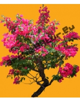 Shrub N°23 bougainvillaea