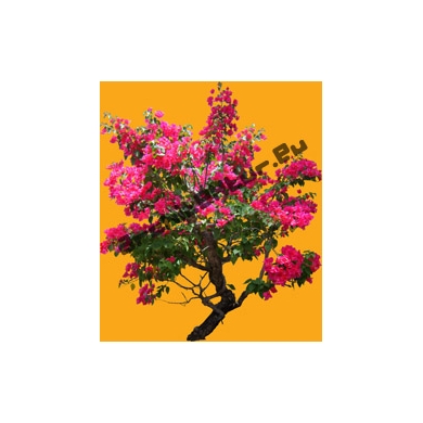 Shrub N°23 bougainvillaea