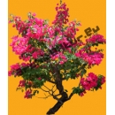 Plante N°23 Bougainvillier