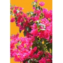 Shrub N°23 bougainvillaea