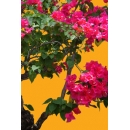 Shrub N°23 bougainvillaea