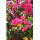 Shrub N°23 bougainvillaea