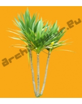 Shrub N°24 Yucca