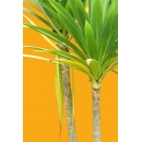 Plante N°24 Yucca