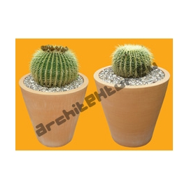 Shrub N°25 barrel cactus in pot