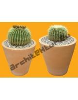 Plante N°25 Cactus boule en Pot