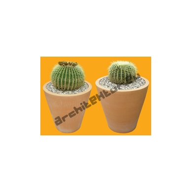Shrub N°25 barrel cactus in pot