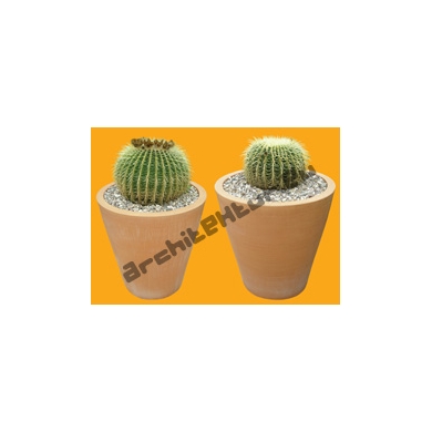 Plante N°25 Cactus boule en Pot