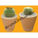 Shrub N°25 barrel cactus in pot