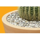 Shrub N°25 barrel cactus in pot