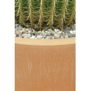 Shrub N°25 barrel cactus in pot