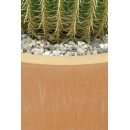 Plante N°25 Cactus boule en Pot