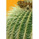 Shrub N°25 barrel cactus in pot