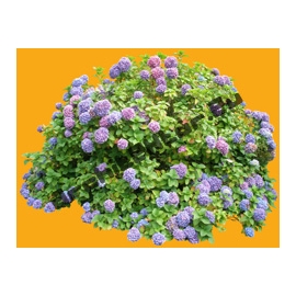 Plante N°26 Hortensia