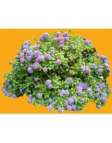 Plante N°26 Hortensia