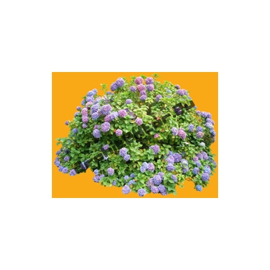 Shrub N°26 Hydrangea Hortensia