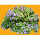 Shrub N°26 Hydrangea Hortensia