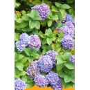 Shrub N°26 Hydrangea Hortensia