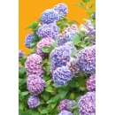 Shrub N°26 Hydrangea Hortensia