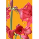 Shrub N°27 Amaryllis red